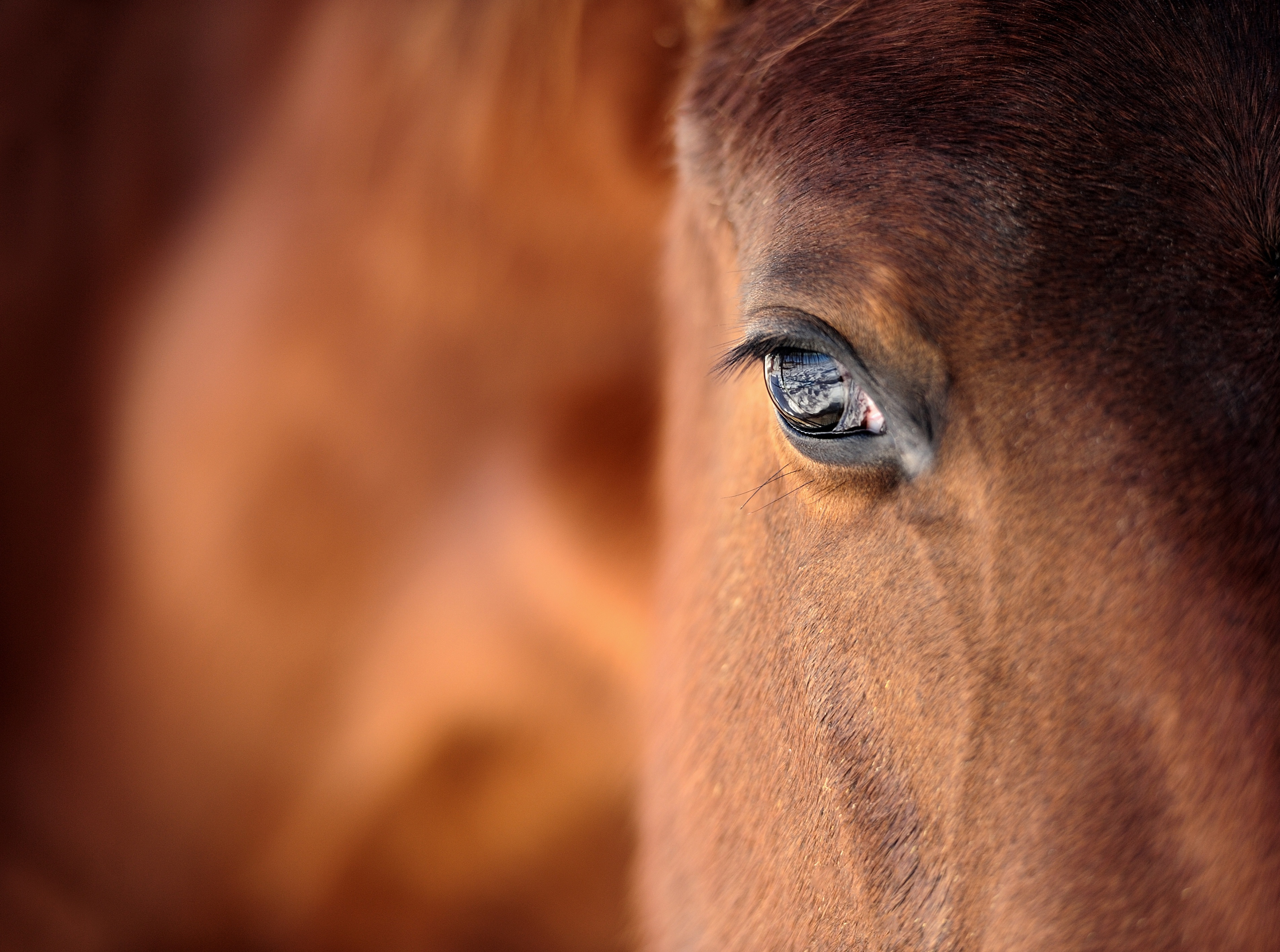 Hur mycket kostar det att behandla en häst med magsår?